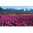 A tulipánok területe