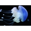 Bela meduzo