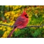Pájaro rosa
