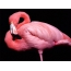 ვარდისფერი flamingo