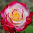 Bright rose