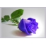 آبی گل رز