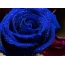 Blaue Rose in Wassertropfen