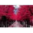 ป่าสีชมพู