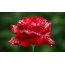 Red rose, maji matone juu ya petals