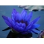 Lily biru