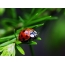 толугу менен экранда Ladybug