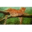 Leopardas ant medžio