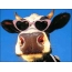 Funny cow in pink glasses