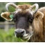 Una vaca con cuernos. <img class = "alignnone size-full