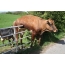 La vaca está atrapada en la cerca.