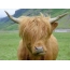 Cow with long bangs