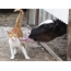 Cat and cow