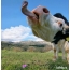 Vaca con lengua grande