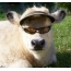 चश्मे के साथ गाय