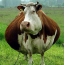 बड़ी गाय