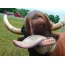 Vaca mostró lengua