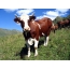 Красива крава на тревата