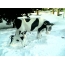 बर्फ में गाय