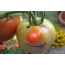 Cà chua với mũi đỏ