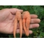 मजेदार गाजर