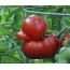 Cà chua bất thường
