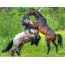Kaks looduslikku hobust