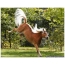 Cooles Bild über ein Pferd