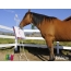 Hest maler et bilde