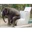 فیل می تواند نشستن