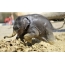 Baby elephant playing in the mud