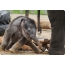 Mother elephant ug baby elephant
