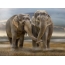 Закохана пара слонів