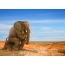 Elephant sitting on a stump