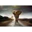 Слон йде по дорозі