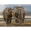 Funny picture about elephants on the desktop