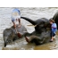 Слоновите ја минуваат реката