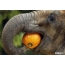 تصویر در مورد یک فیل