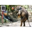 Elephant playing basketball