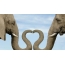 Elephant couple in love