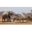 Elephant watering zebras