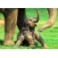 Beautiful baby elephant