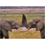 Elephants in love