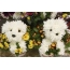 Funny dogs from flowers