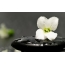 सेतो फूल पत्थरमा