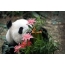 Panda and flower