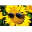 Sunflower with glasses