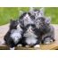 Cute cute kittens!
