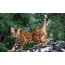 قطة البنغال على شجرة