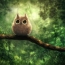 Owl in a foresta